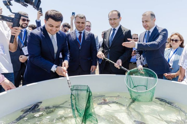 Xəzərə 100 000 nərə və 20 000 Xəzər qızılbalığı buraxılıb